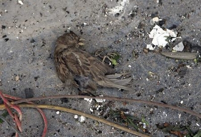 This poor innocent creature, a victim of the tragedy that is post Saddam Hussein Iraq, symbolises very clearly what Iraqis, especially Christians, have come to suffer and endure daily.